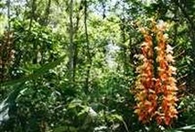 Rainforest Jeep Tour